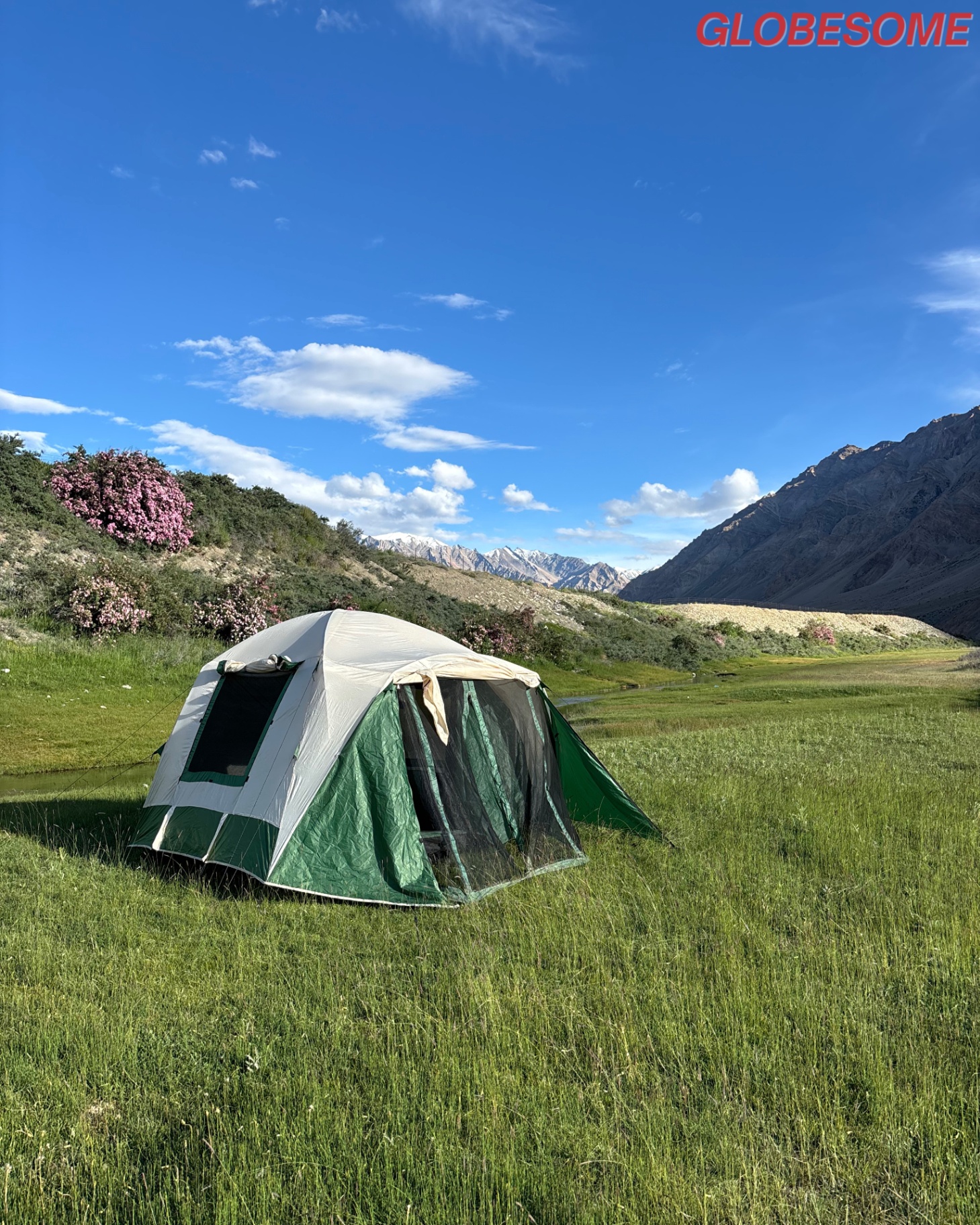 Meadow camp, wildflowers in bloom